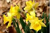 daffodills